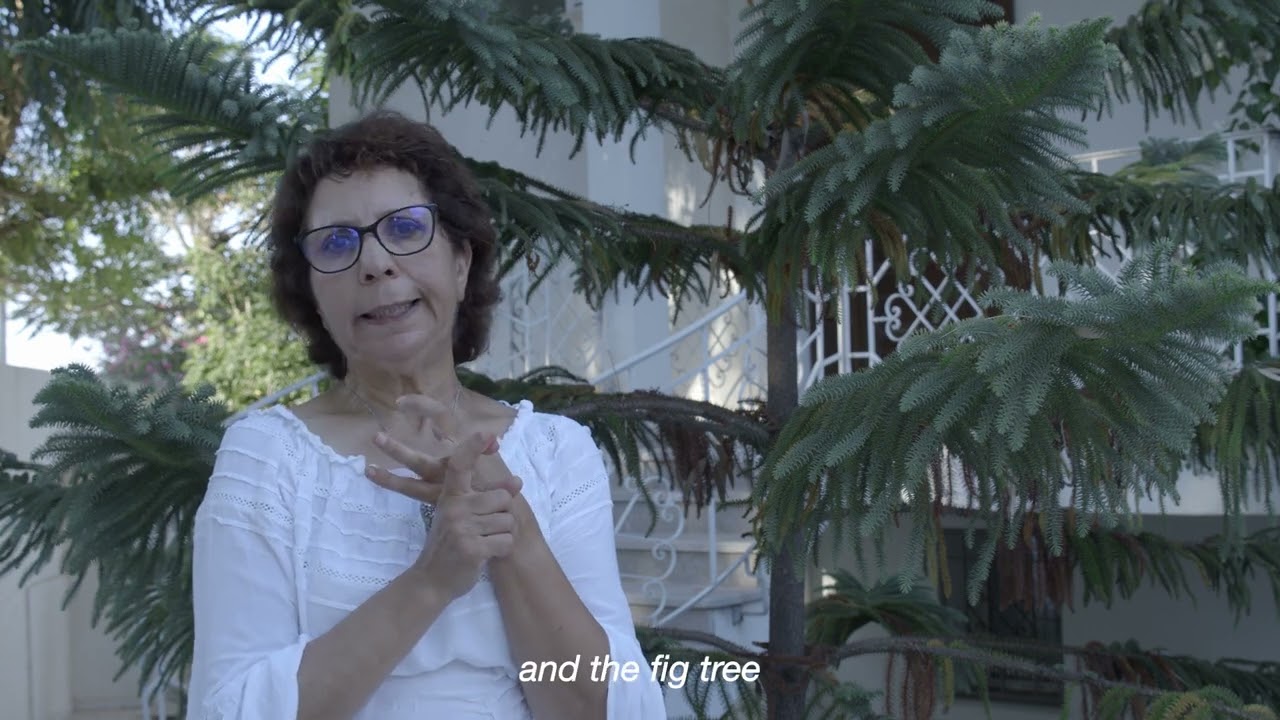 Tunis, Tunisia: Pine Tree