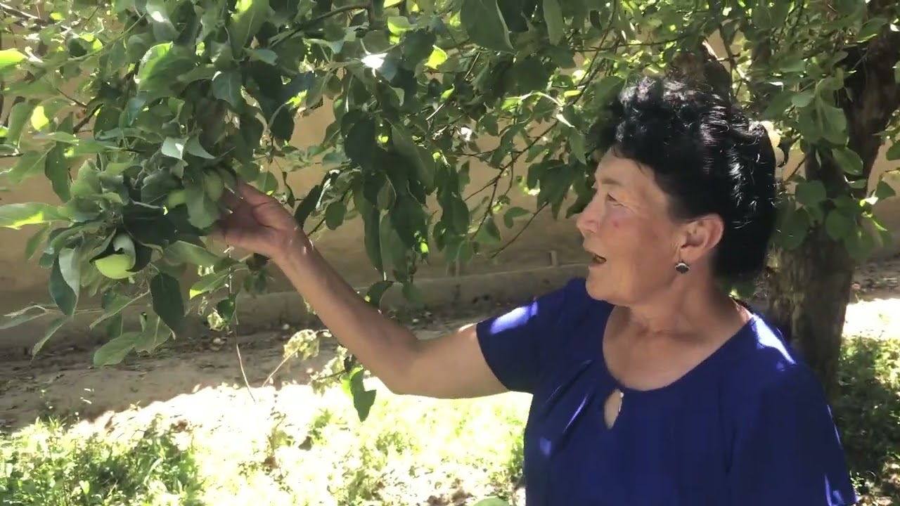 Oskemen, Kazakhstan: Apple Tree