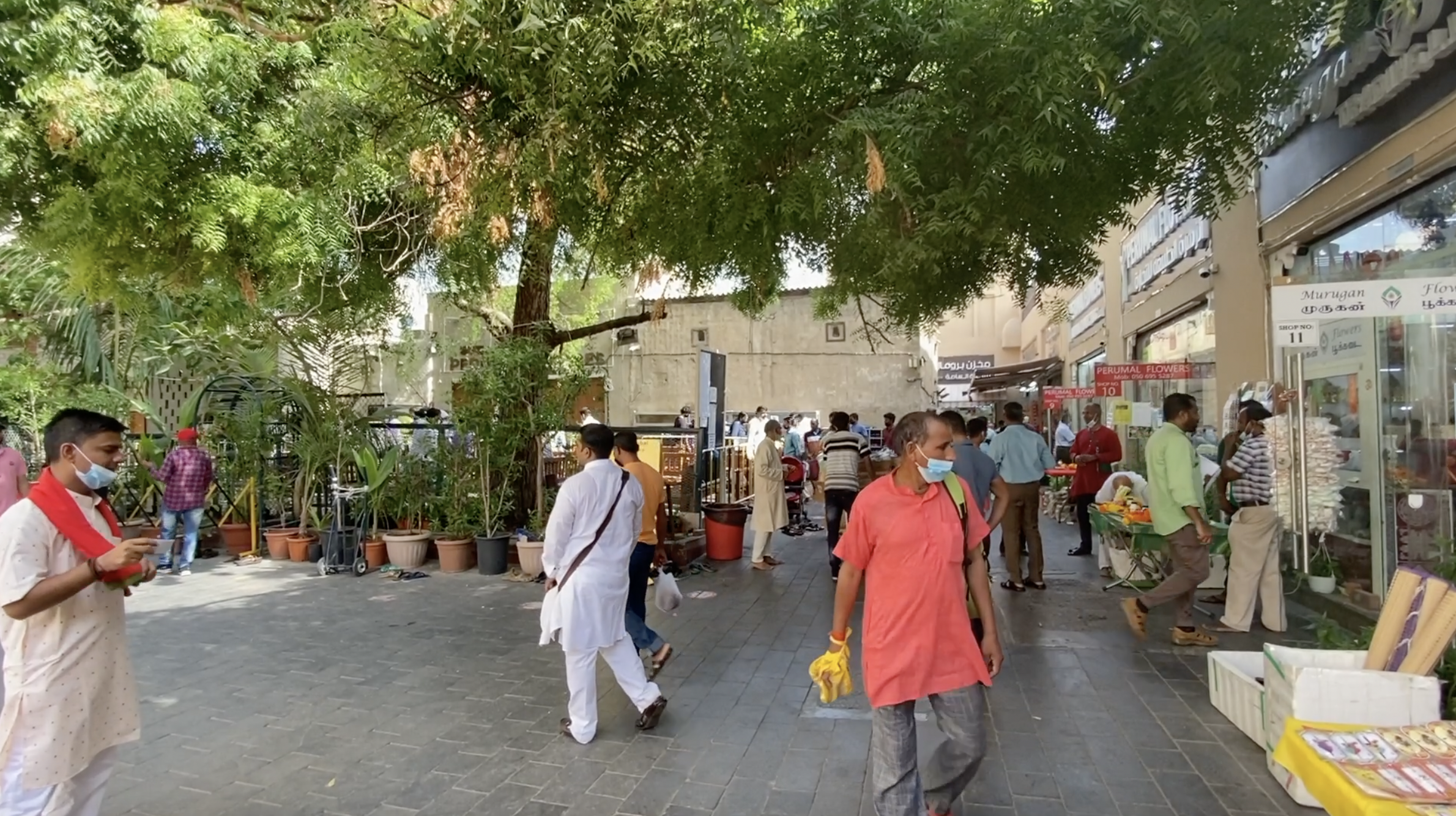 Dubai, UAE: Neem Tree