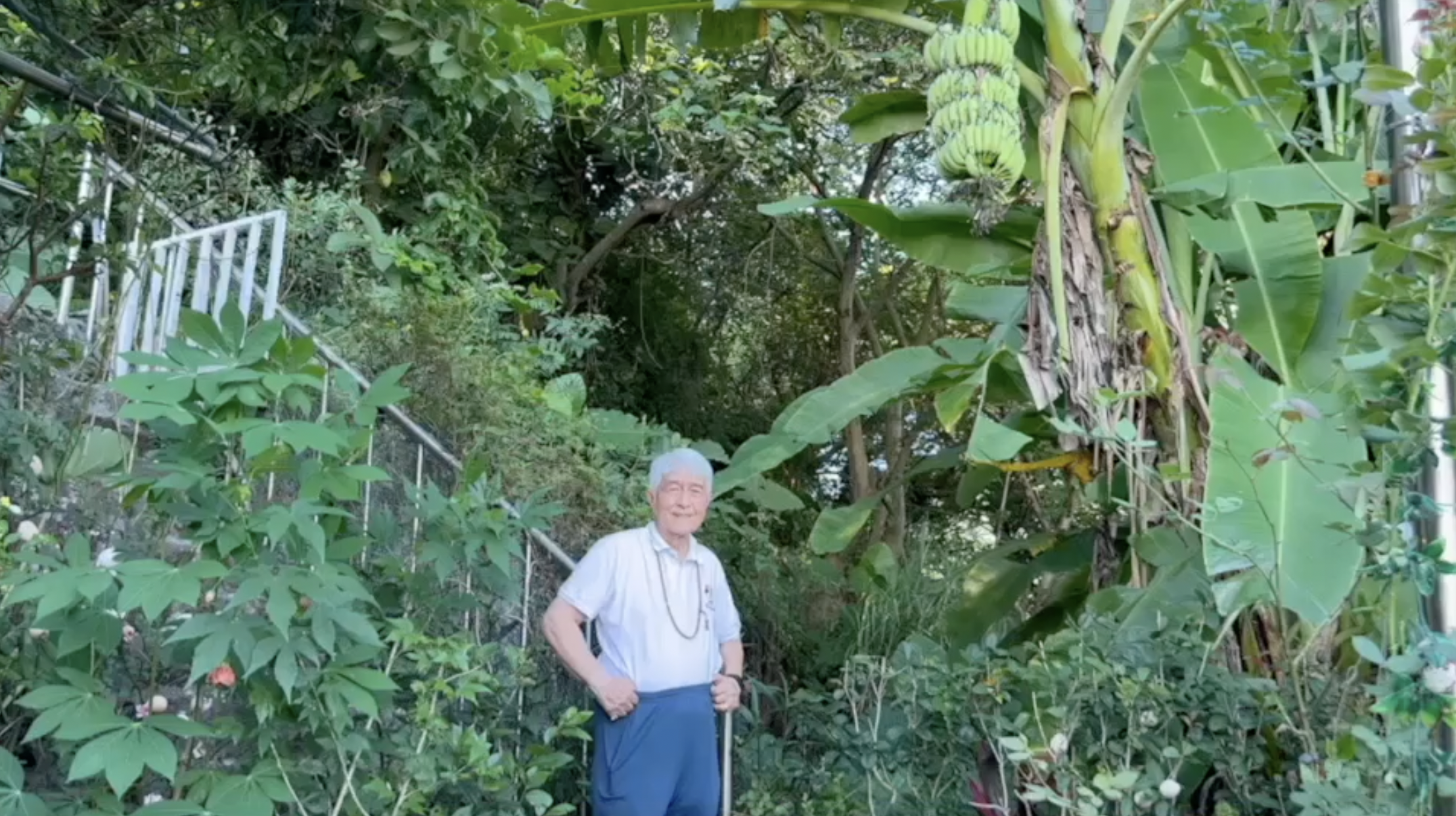 Taipei, Taiwan: Banana Tree