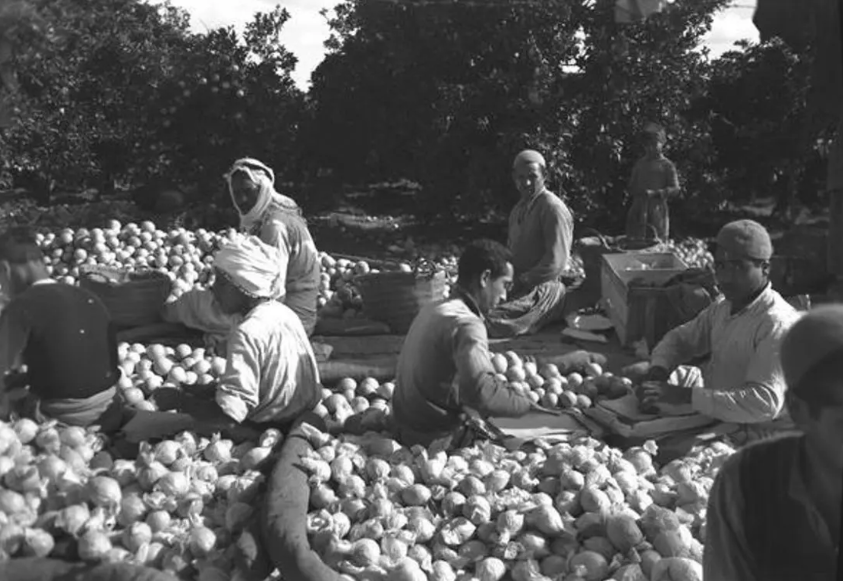 Photo Album: Jaffa's Oranges